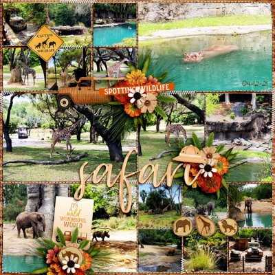 Safari