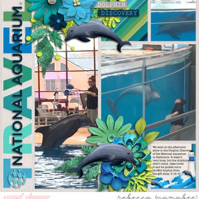 Dolphin discovery