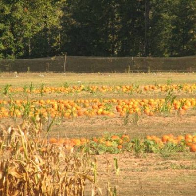 Shutterfly Shakedown #31 - Fall Colors