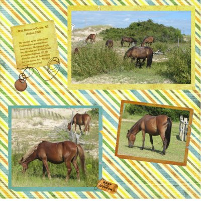 Wild Horses in North Carolina