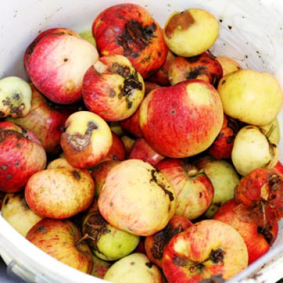 Apple Pickin'
