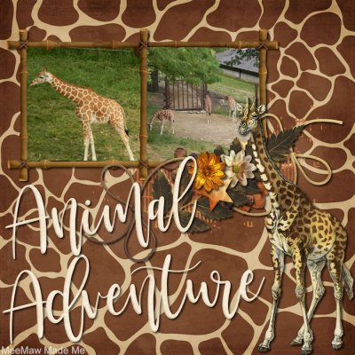 Giraffes