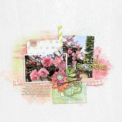 Plum Blossoms