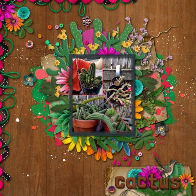 cmg-cactiiandredrocks_lo