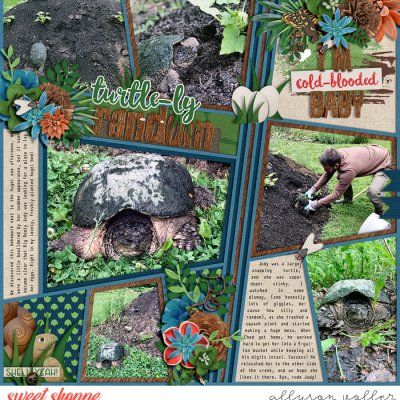 Turtle-ly Random