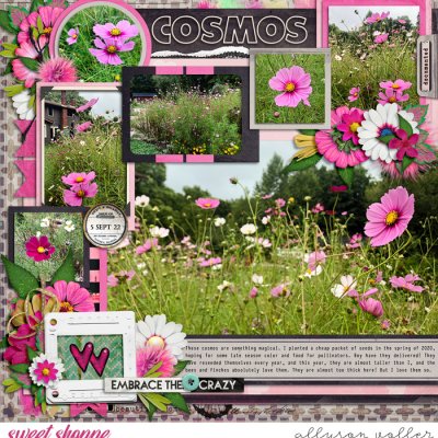 Cosmos
