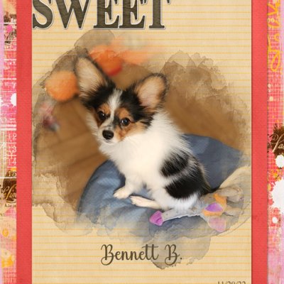 Sweet