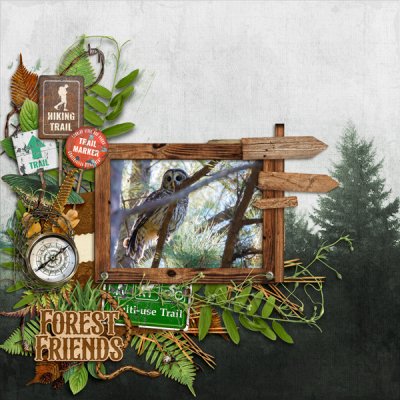 Barred Owl Adventure Walk