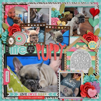 The Life of a Puppy