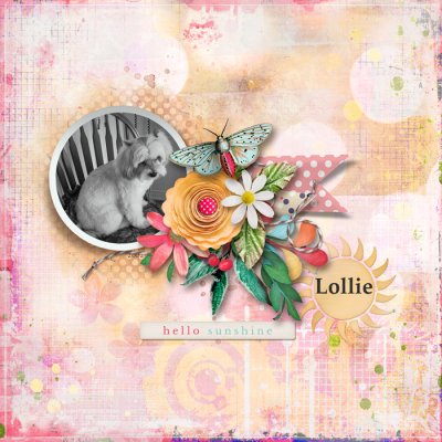 Lollie