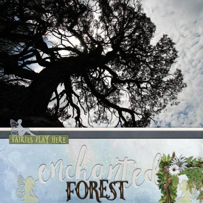 Enchanted Forest