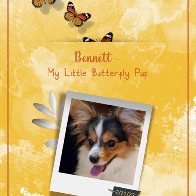 Bennett - My Little Butterfly Pup