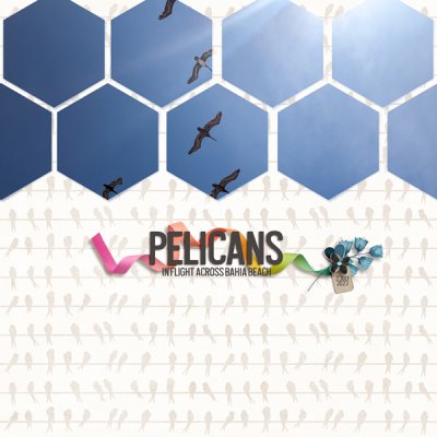 Summer2023-7July - Pelicans in Flight
