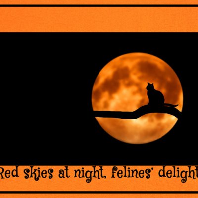 Felines' Delight