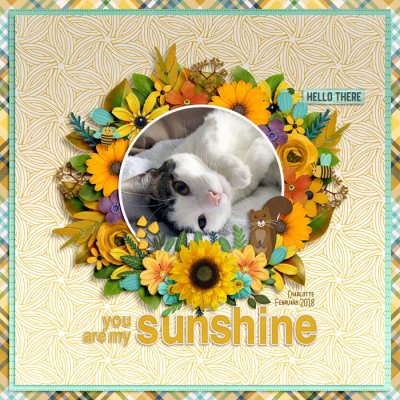 you are my sunshine