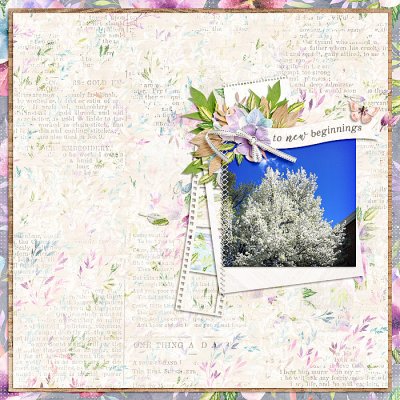 Spring Blooms