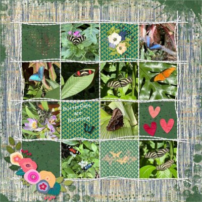 Butterflies are blooming
