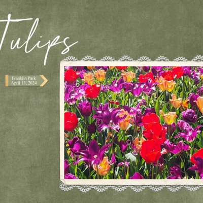 Tulips