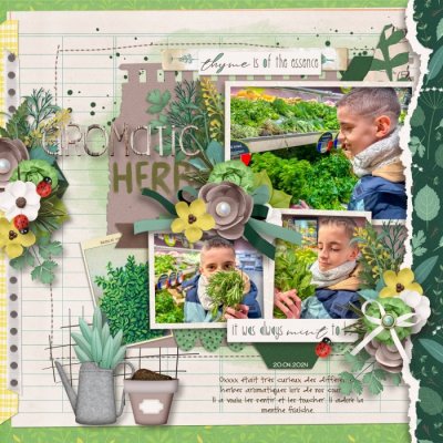 Aromatic herbs