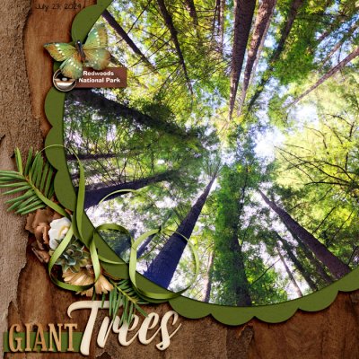 Giant Trees 2024