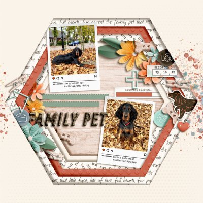 Family Pet: Tinka The Setterflat