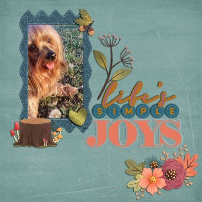 Chico Dandelion
