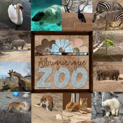 albuquerque zoo