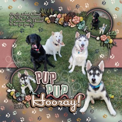 Pup Pup Hooray