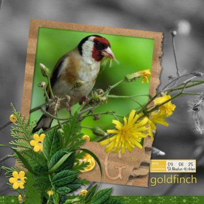 250609_goldfinch