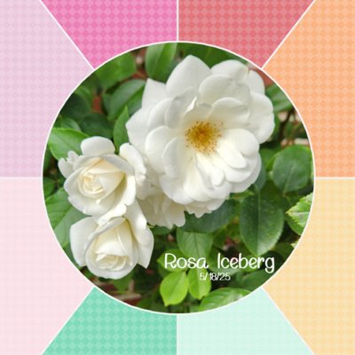 Rosa Iceberg