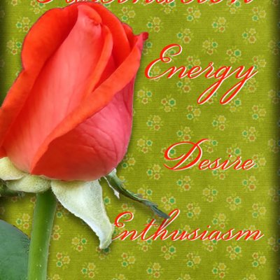 ATC 2025-073 An Orange Rose