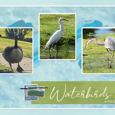 Waterbirds