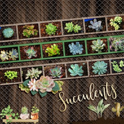 Succulents