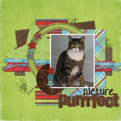 Picture Purrrfect
