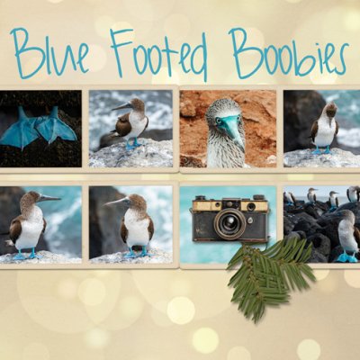 Blue Footed Boobies