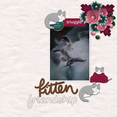 Kitten friendship.jpg