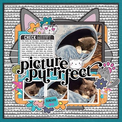 Picture Purrrfect