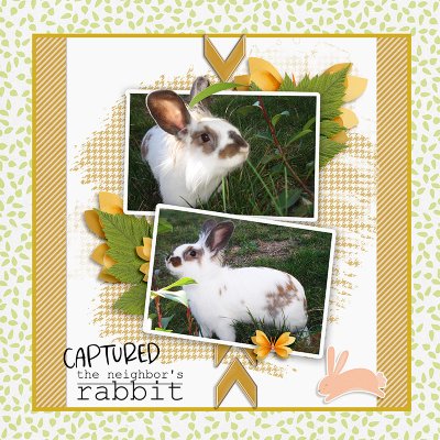 The neighbor's rabbit