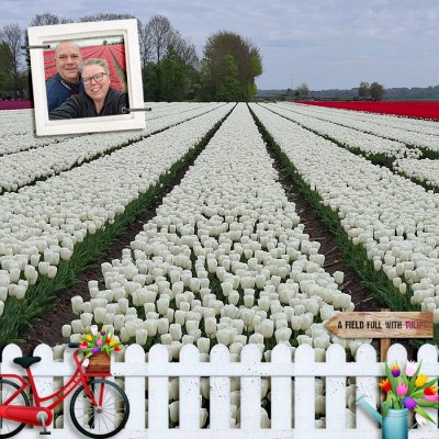 Field Full Of Tulips