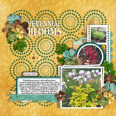 Perennial Blooms
