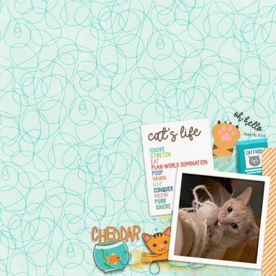 July-8-Purrfect-Kitty-Cheddar.jpg