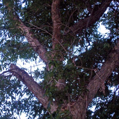Nature Picture