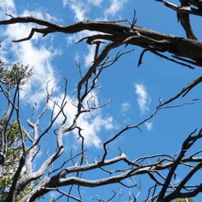thru dead branches