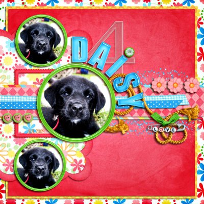 Daisy 4