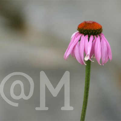 2/3 cropping