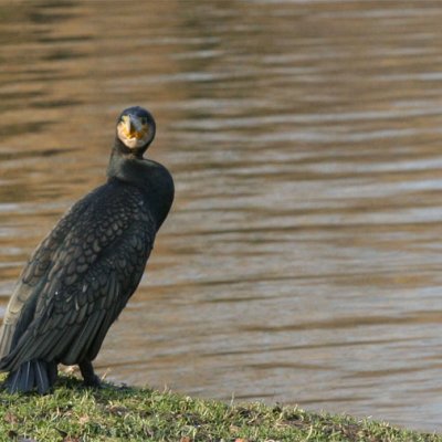 aalschover crop