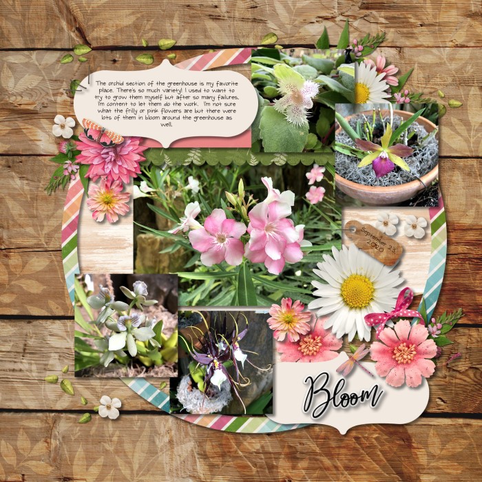1 - Bloom