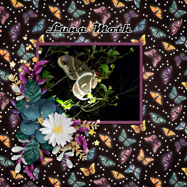 13A_Luna Moth