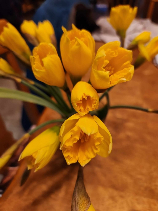 2/9 daffodils