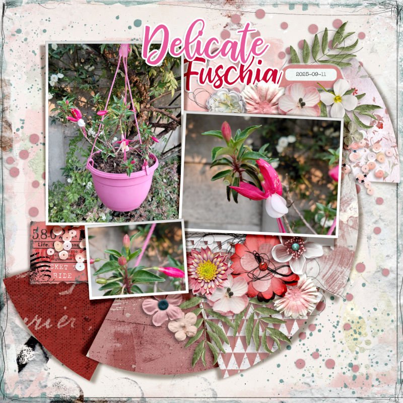 2025-09-11_DelicateFuschia
